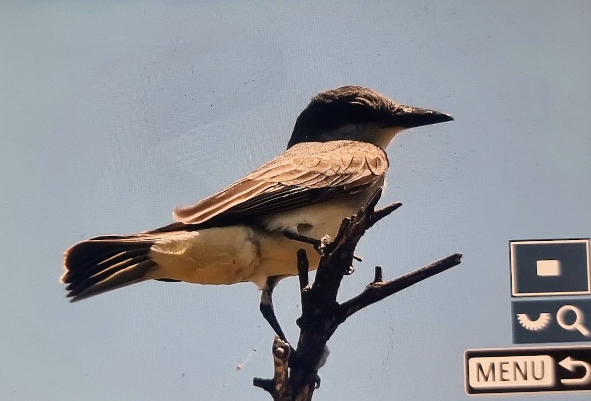 Gray Kingbird - ML652889377