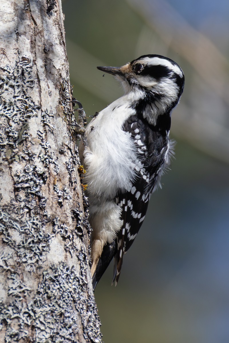 Pic chevelu - ML652889405