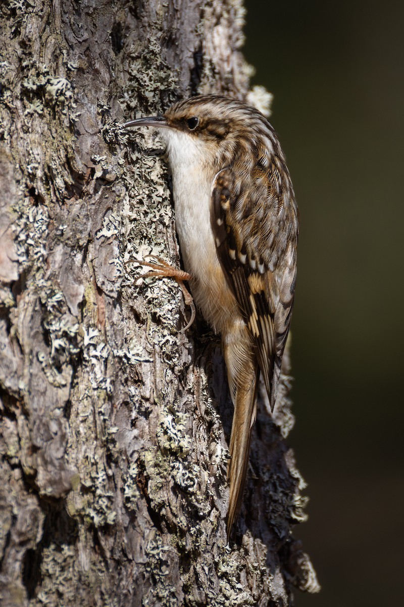 Grimpereau brun - ML652889417