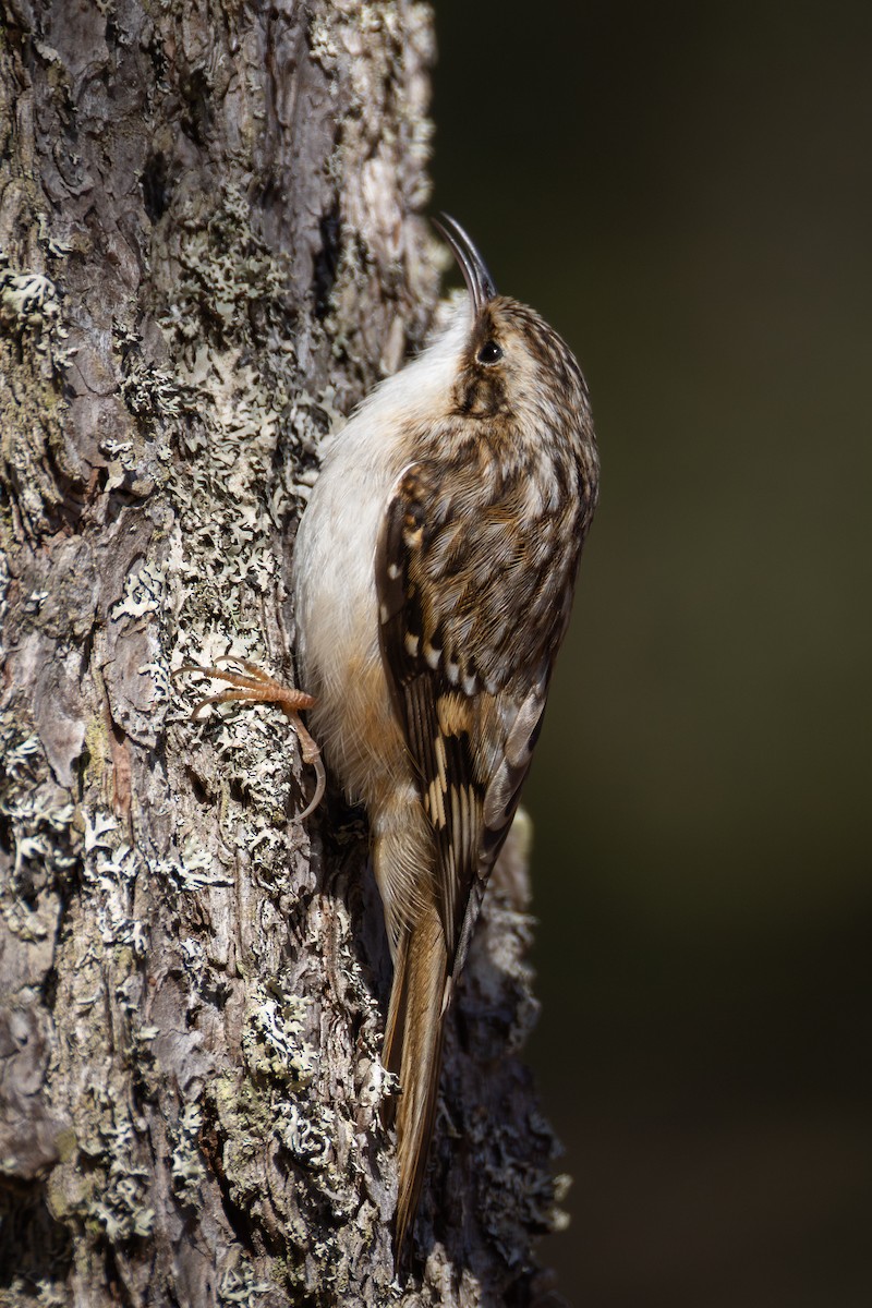 Grimpereau brun - ML652889418