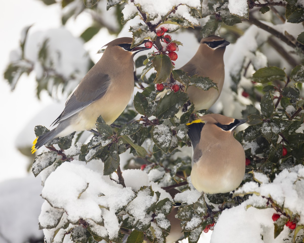 Jaseur d'Amérique - ML652889532