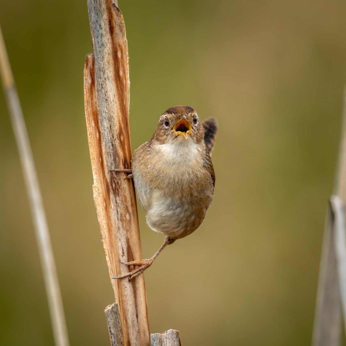 Bataklık Çıtkuşu - ML652889599