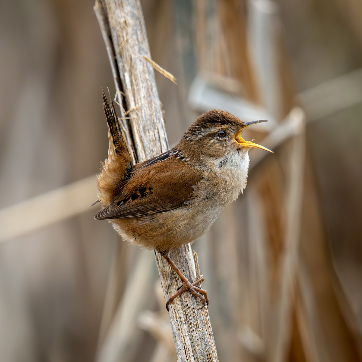 Bataklık Çıtkuşu - ML652889600