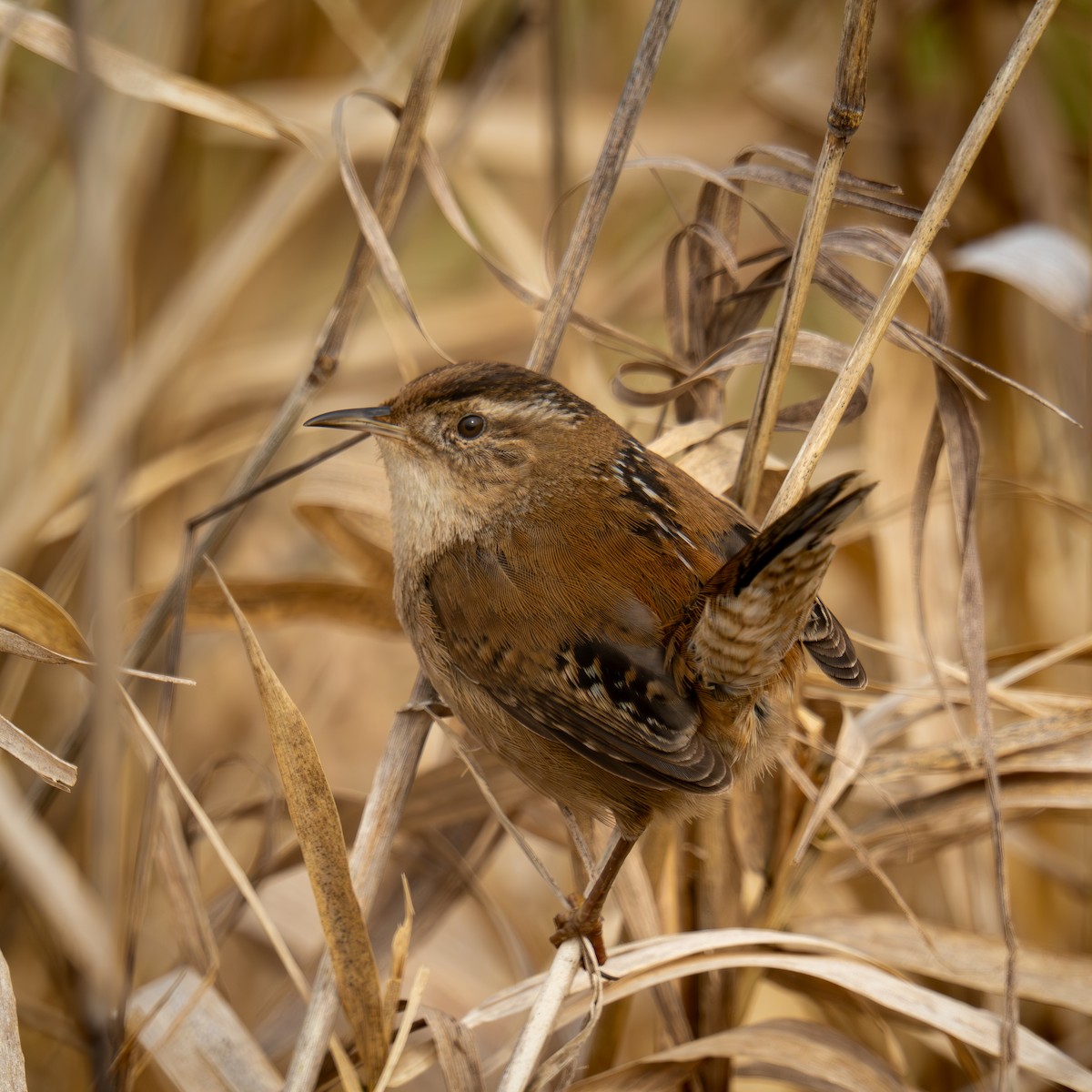 Bataklık Çıtkuşu - ML652889601