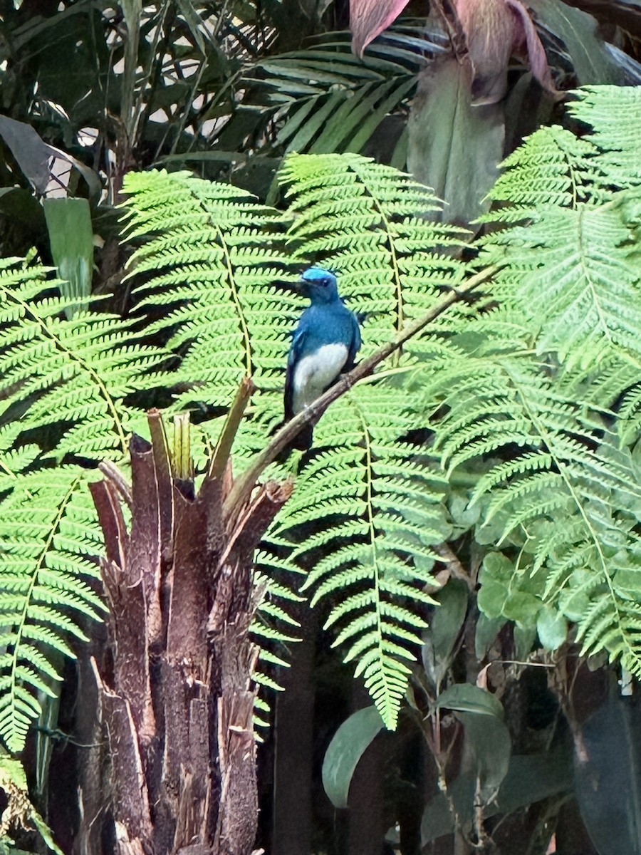 カラオオルリ - ML652889633