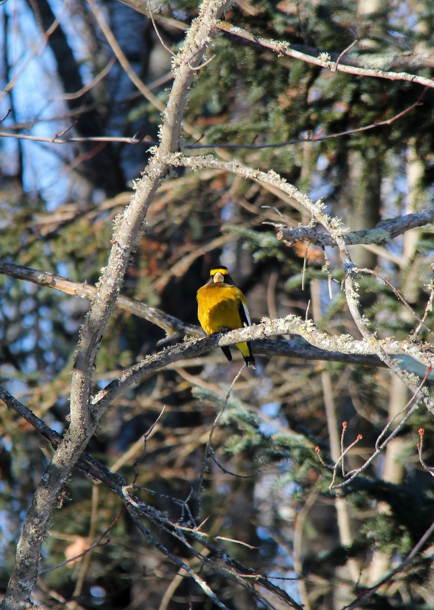 Evening Grosbeak - ML652889673
