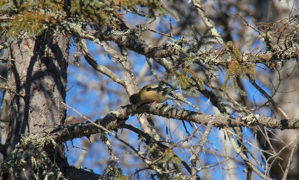 Evening Grosbeak - ML652889674