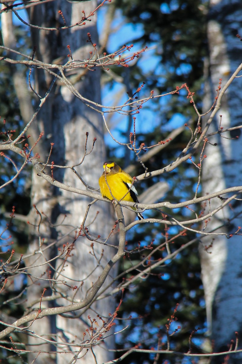 Evening Grosbeak - ML652889680
