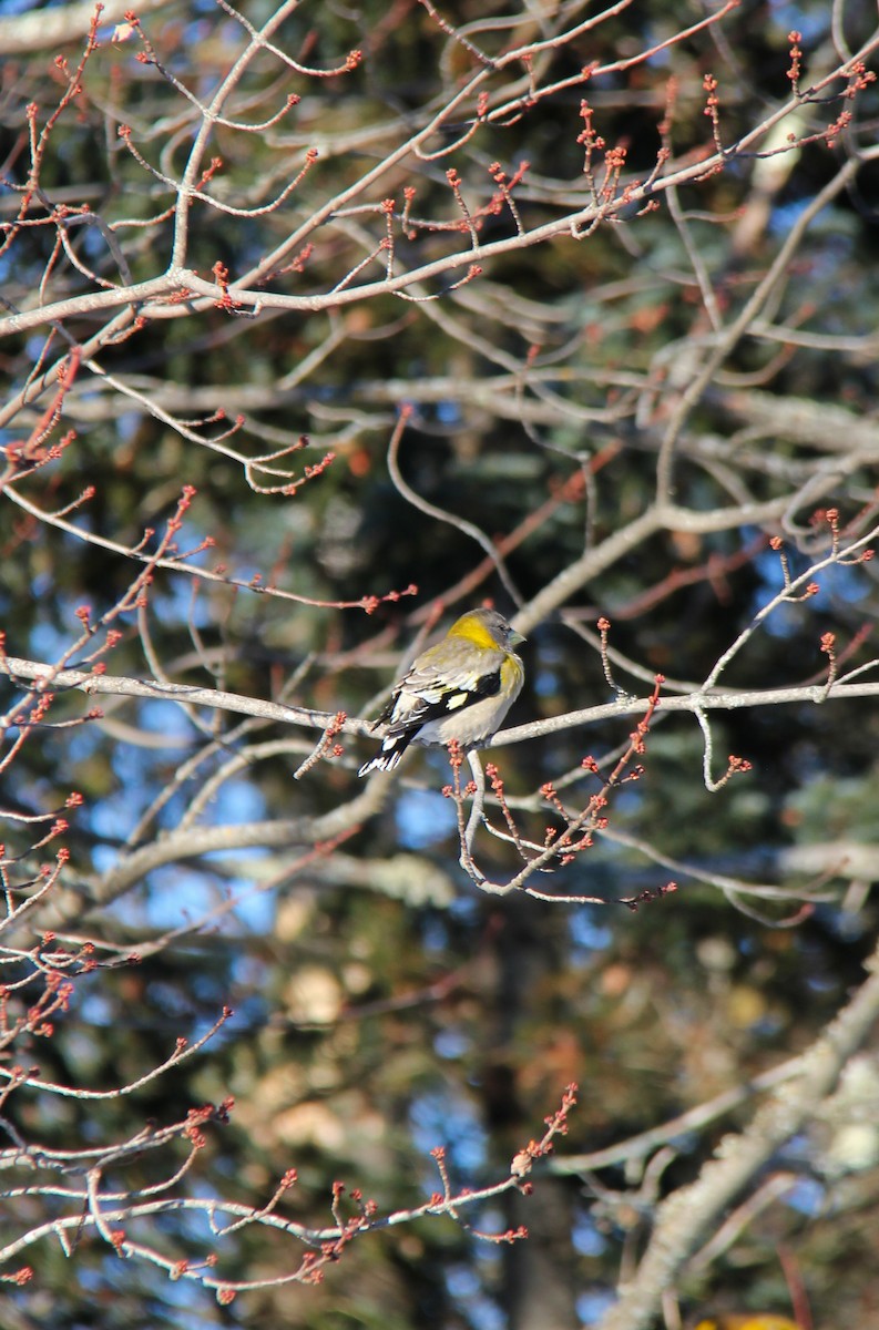 Evening Grosbeak - ML652889681