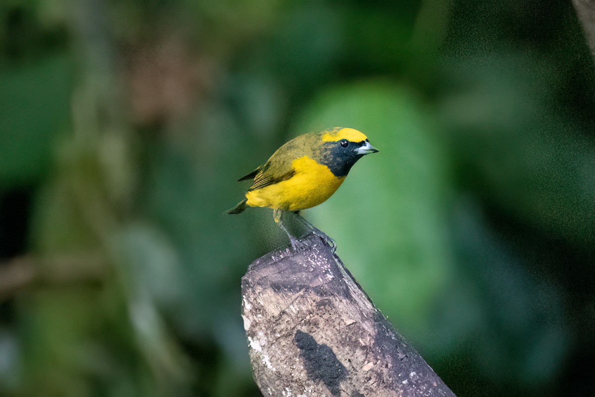 libohlásek žlutotemenný - ML652889888