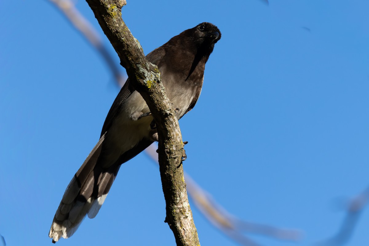 sojka hnědá - ML652889894