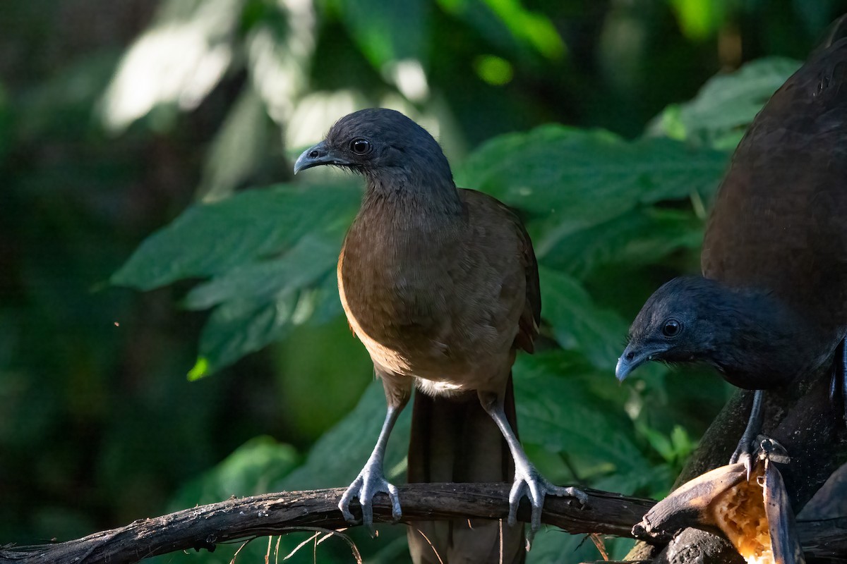 čačalaka šedohlavá - ML652889953