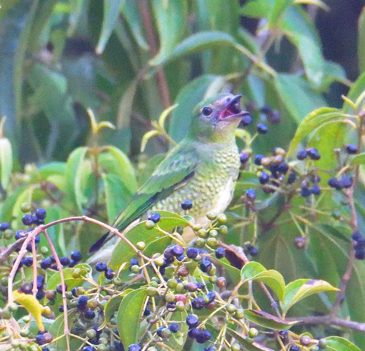 Swallow Tanager - ML652889966
