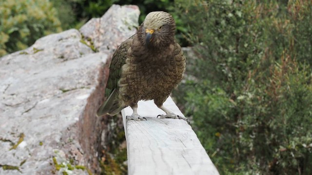 Kea - ML652890039