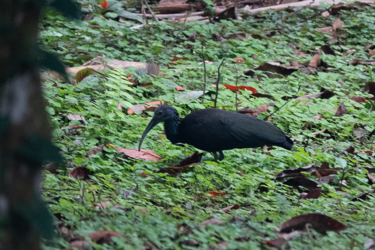 ibis zelený - ML652890049