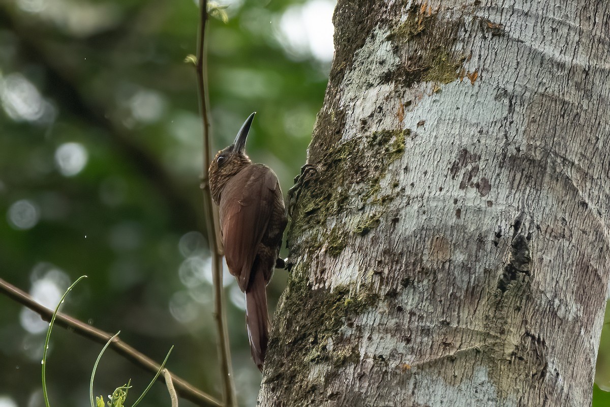 Northern Barred-Woodcreeper - ML652890104