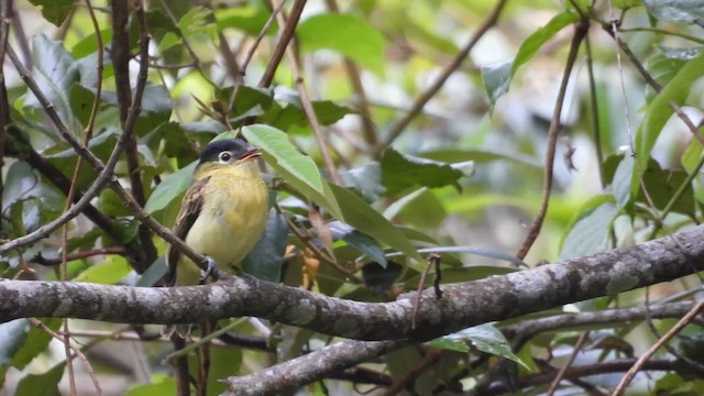 Barred Becard - ML652890165
