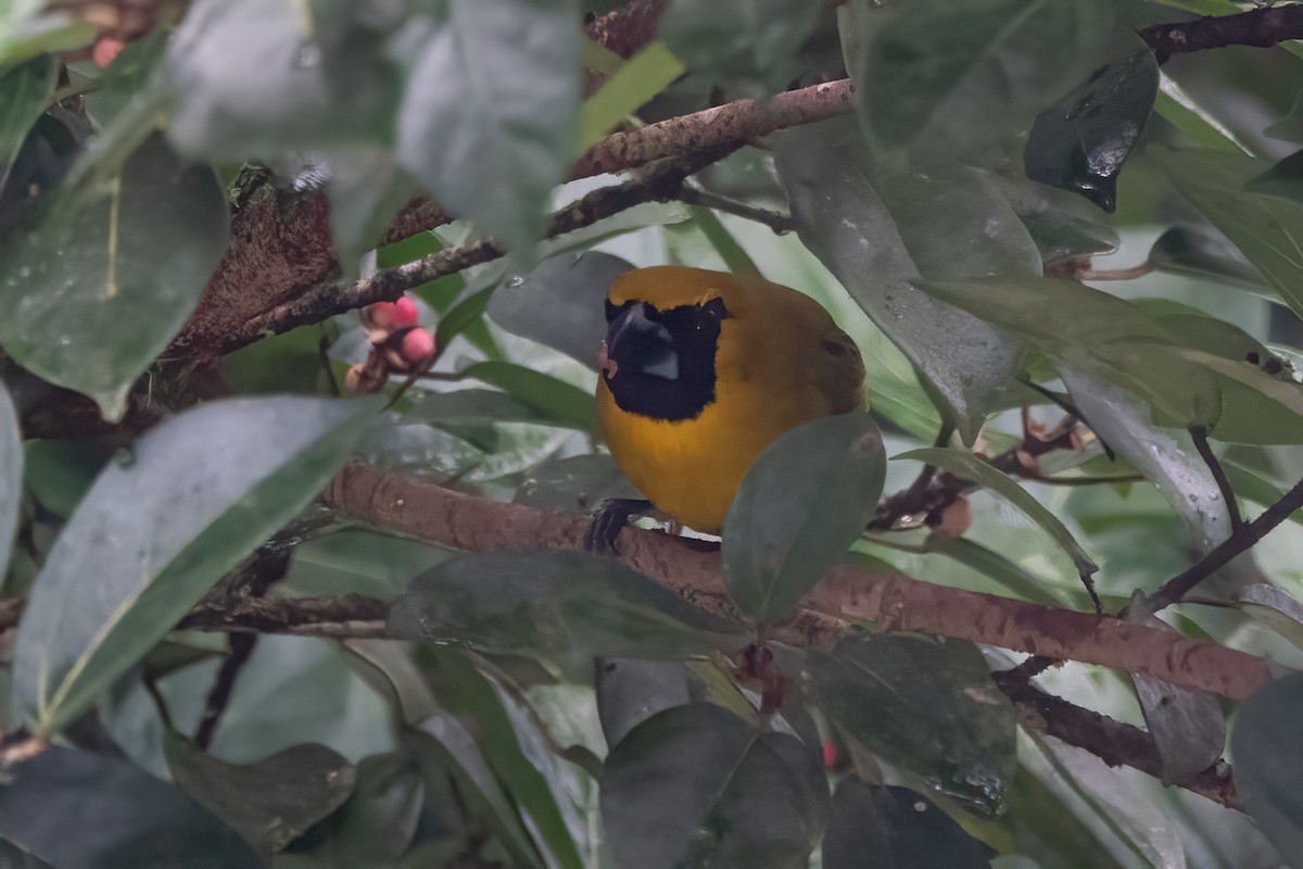 Black-faced Grosbeak - ML652890167