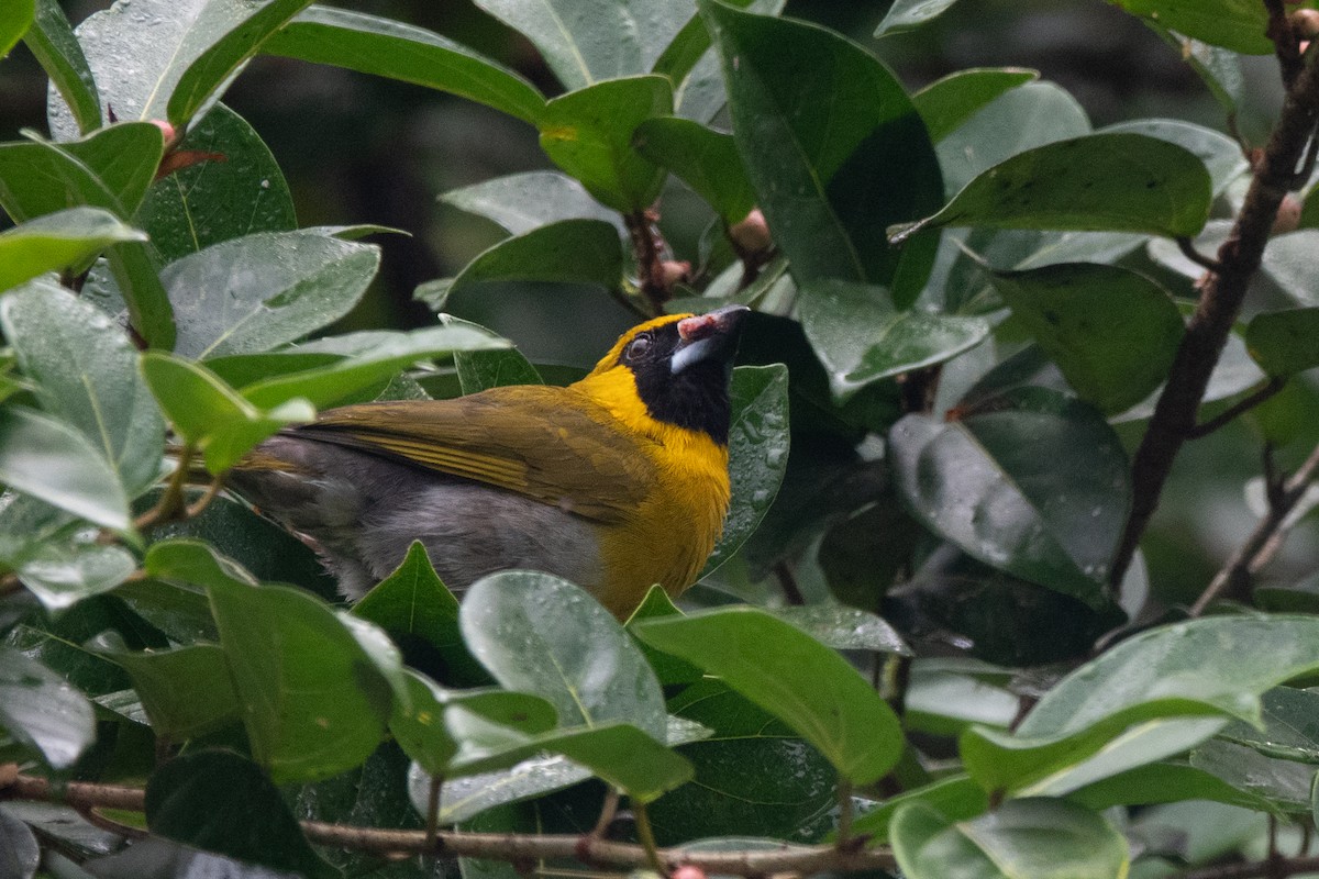 Black-faced Grosbeak - ML652890168