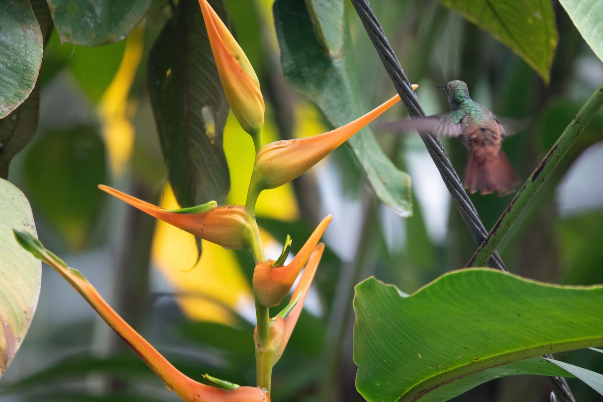 kolibřík rezavoocasý - ML652890204