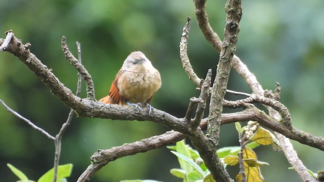 Mantaro Thornbird (undescribed form) - ML652890238