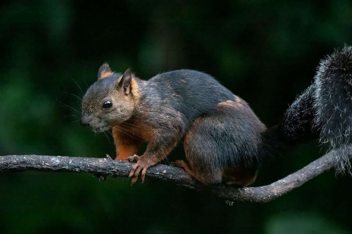 Variegated Squirrel - ML652890251