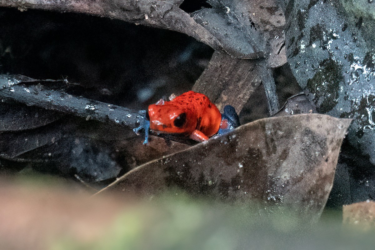 Strawberry Poison Dart Frog - ML652890252