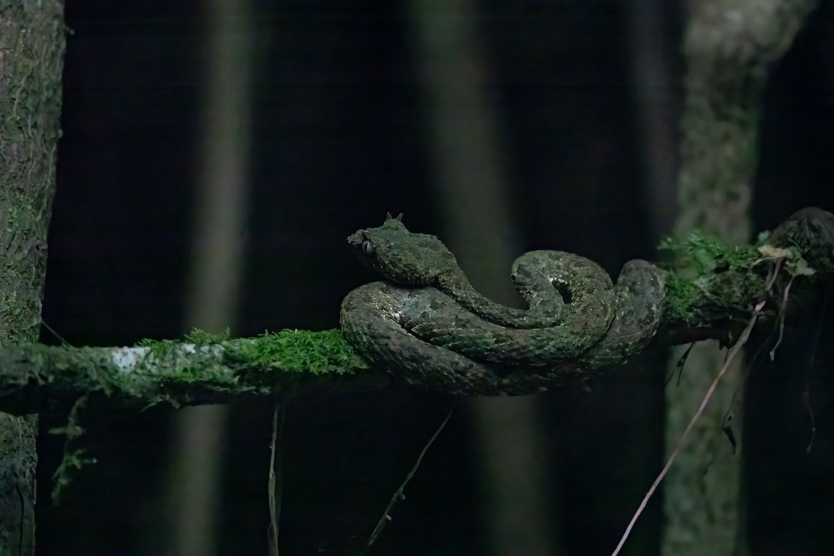 Central American Eyelash-Viper - ML652890253