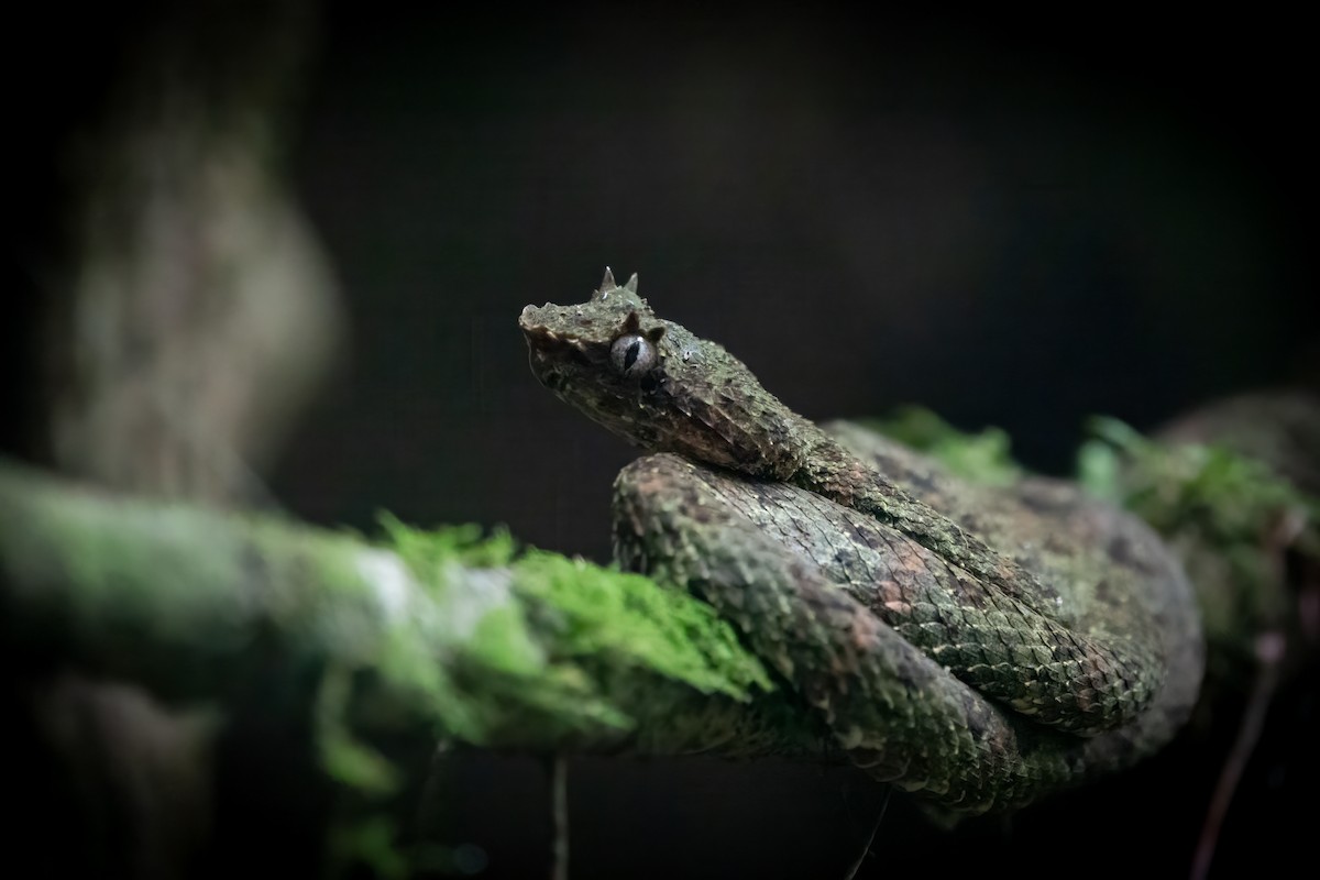 Central American Eyelash-Viper - ML652890254
