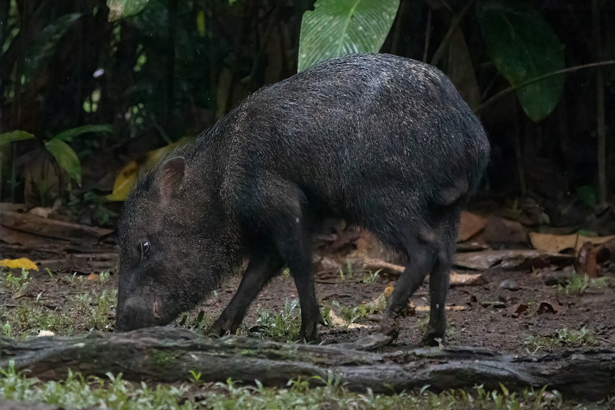Collared Peccary - ML652890255
