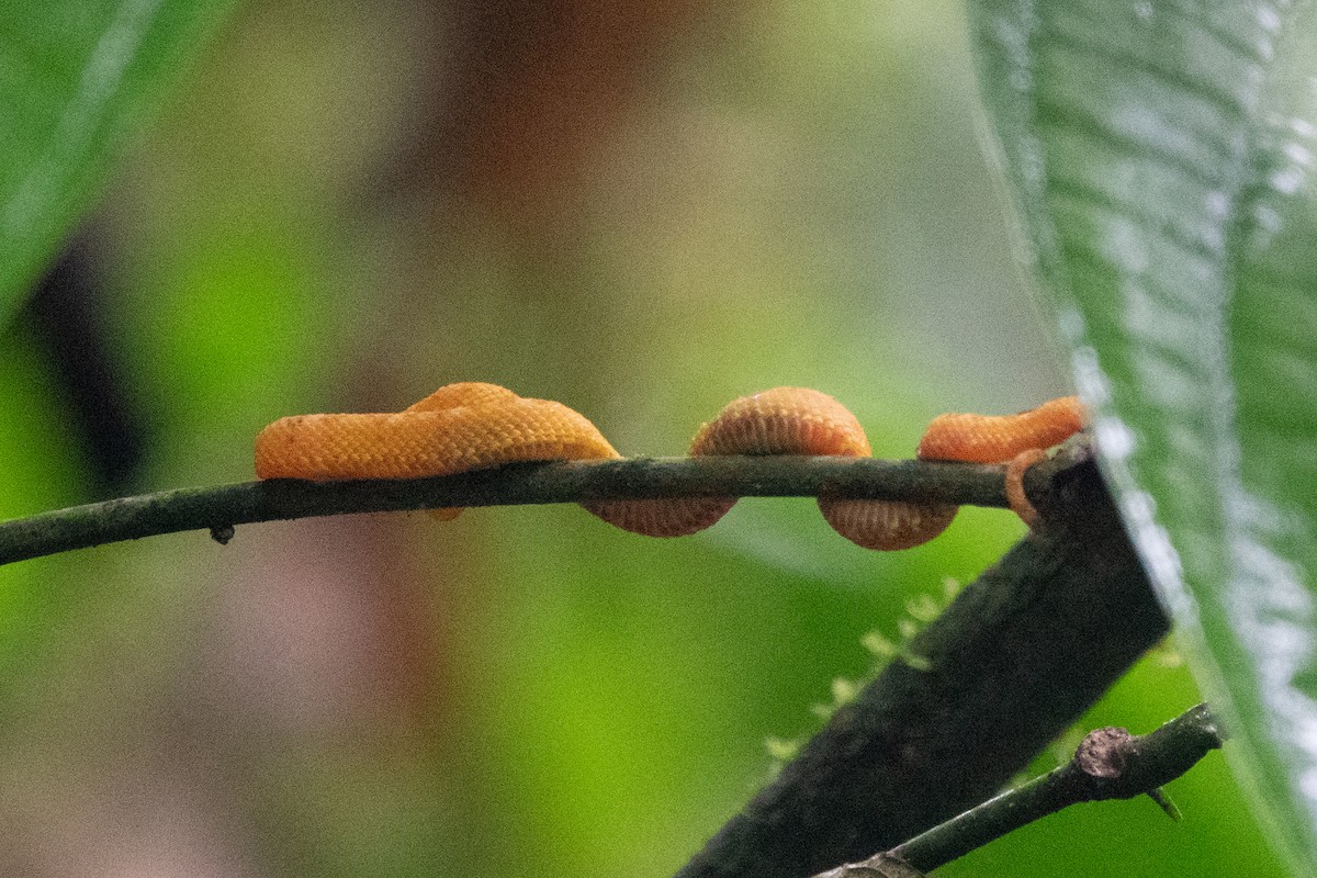 Central American Eyelash-Viper - ML652890256