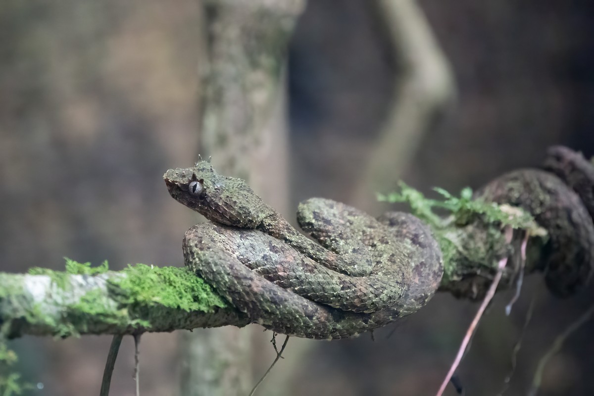 Reptiles - ML652890257