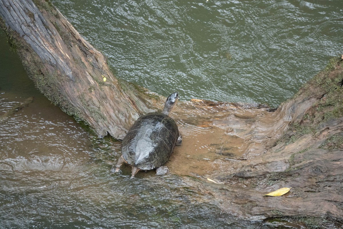 Black River Turtle - ML652890258