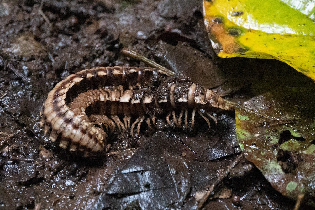 Insects - ML652890262