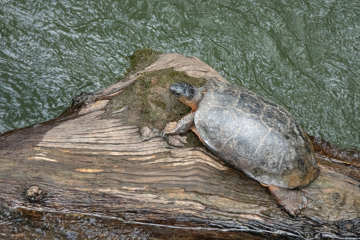 Black River Turtle - ML652890269