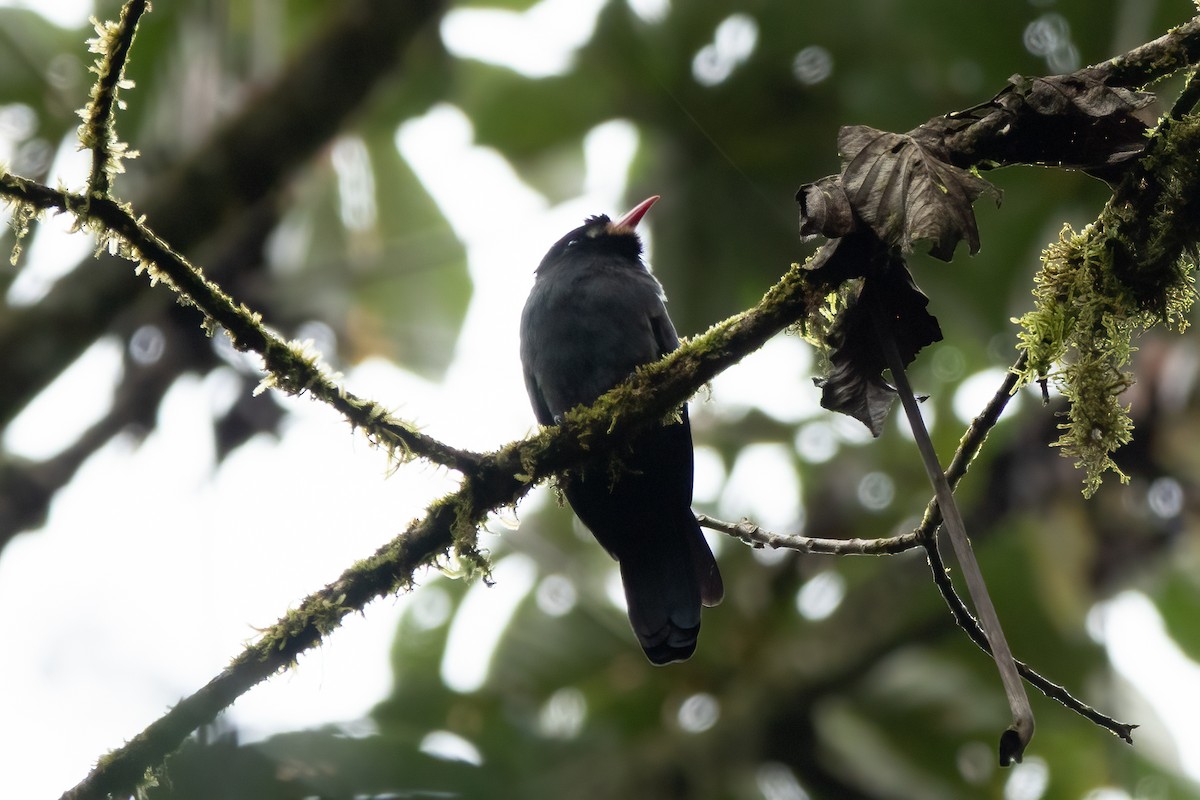 lenivka běločelá - ML652890588