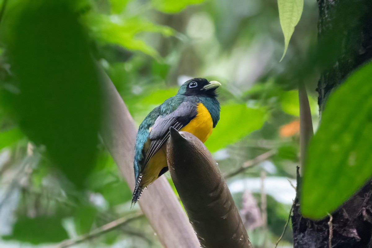 trogon modroocasý - ML652890589