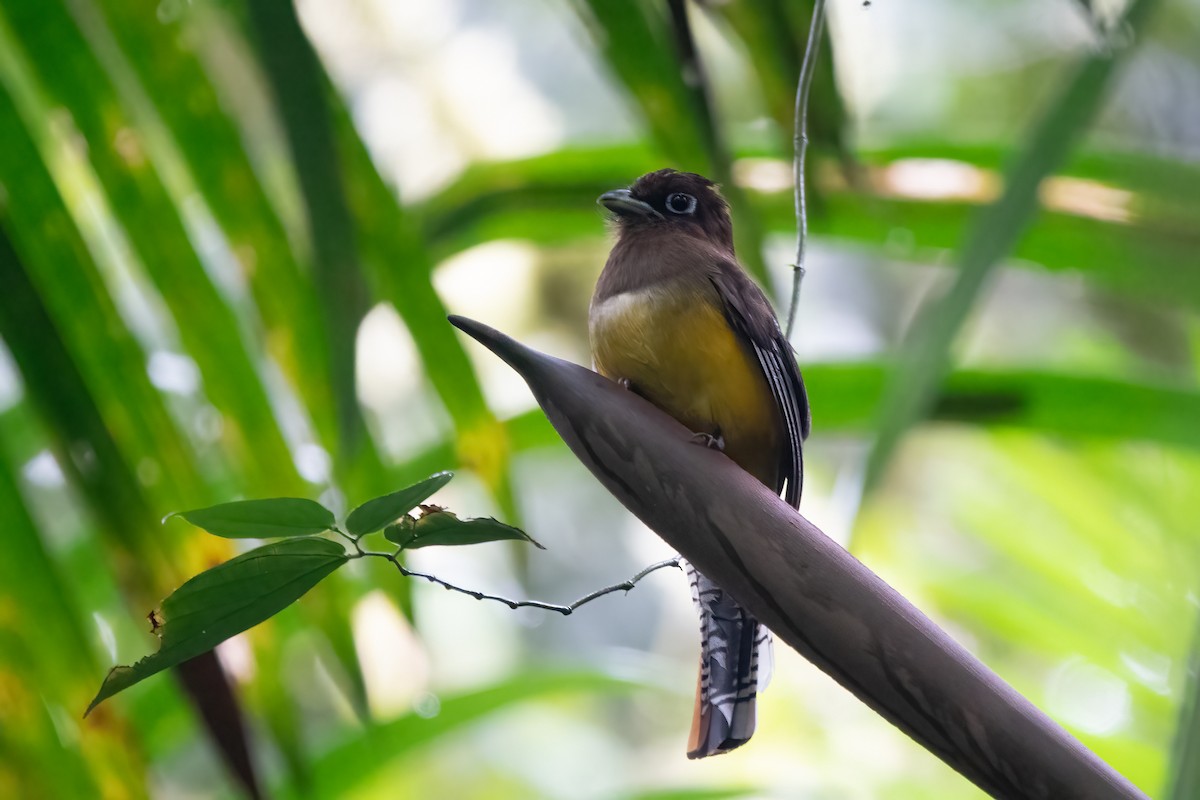 trogon modroocasý - ML652890590