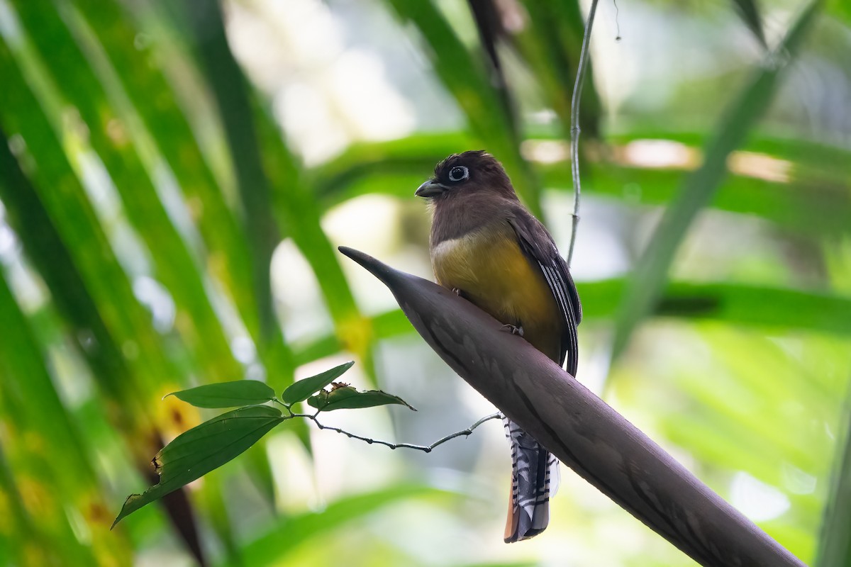 trogon modroocasý - ML652890591