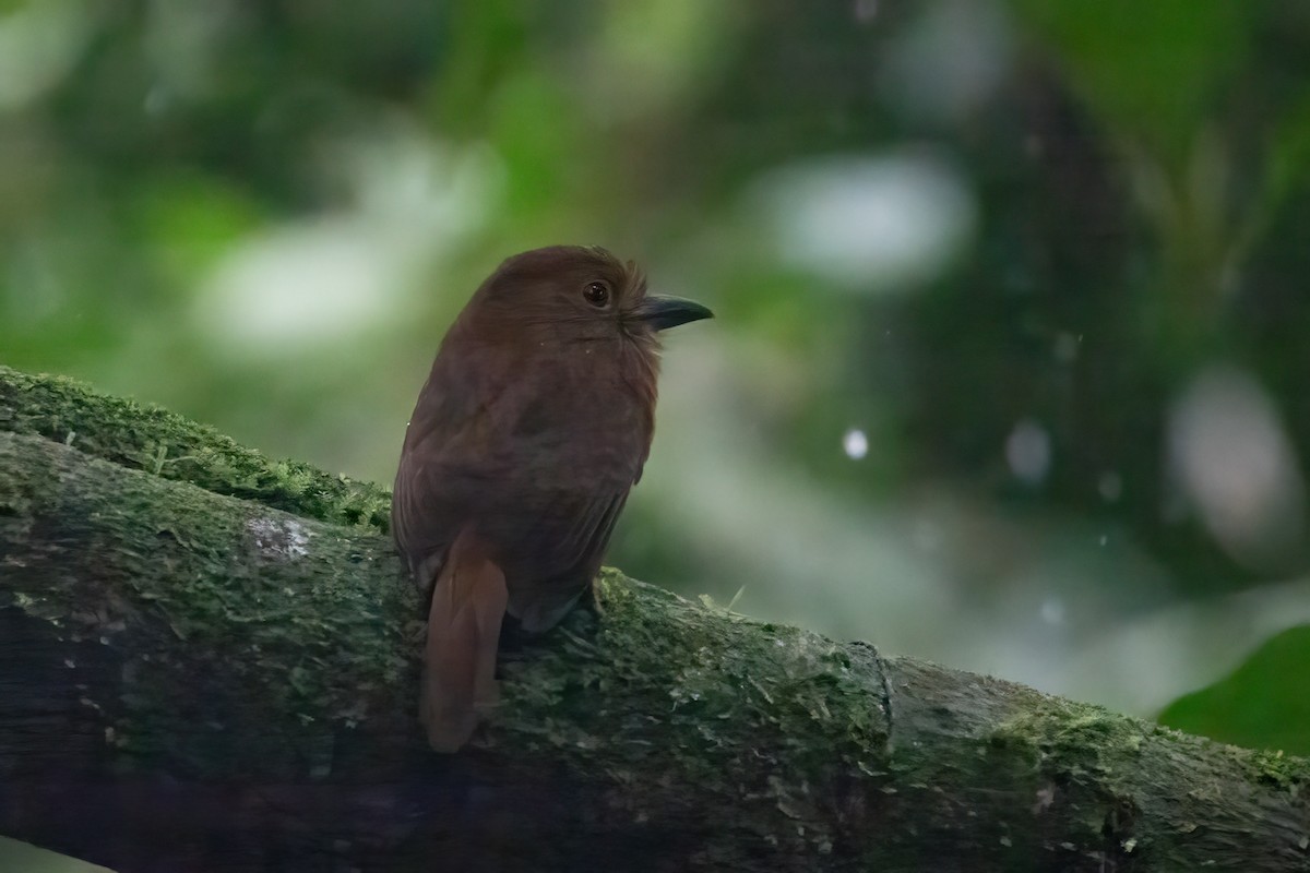 Wedge-billed Woodcreeper - ML652890673