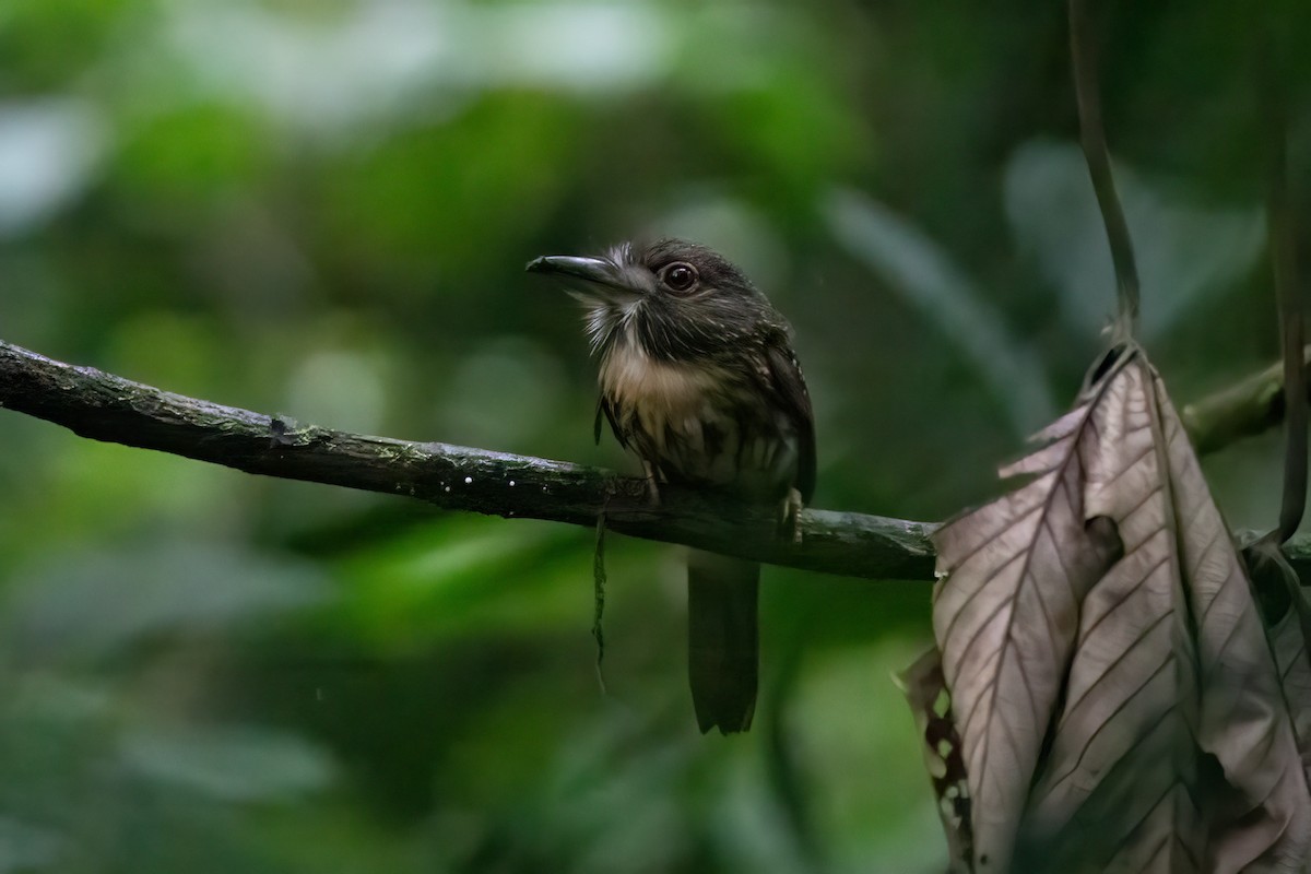 lenivka bělovousá - ML652890674