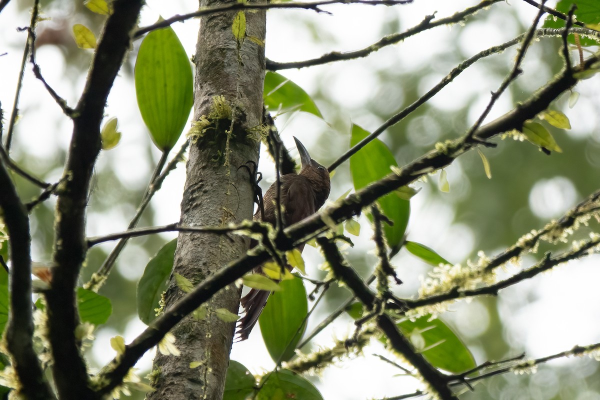 Northern Barred-Woodcreeper - ML652890675