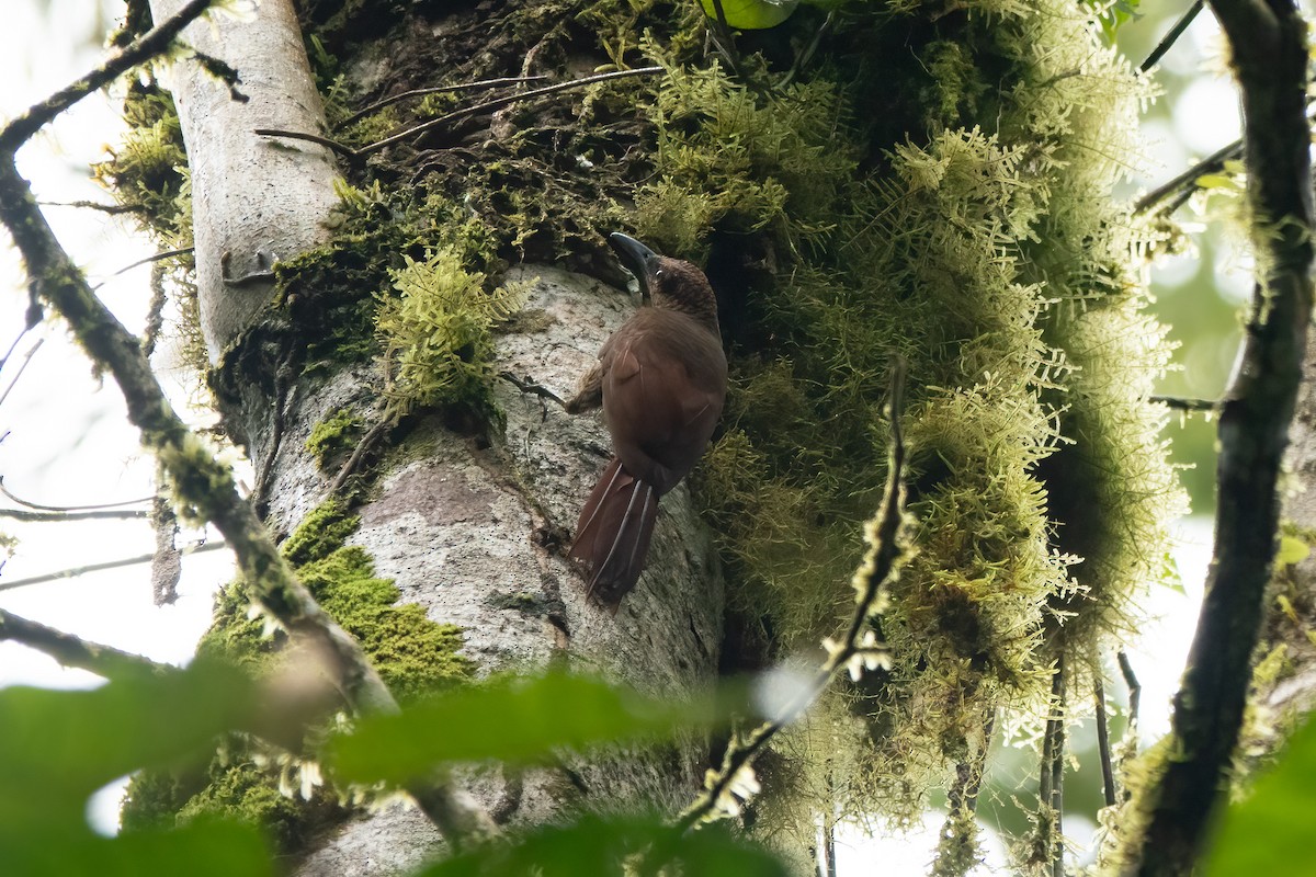 Northern Barred-Woodcreeper - ML652890677