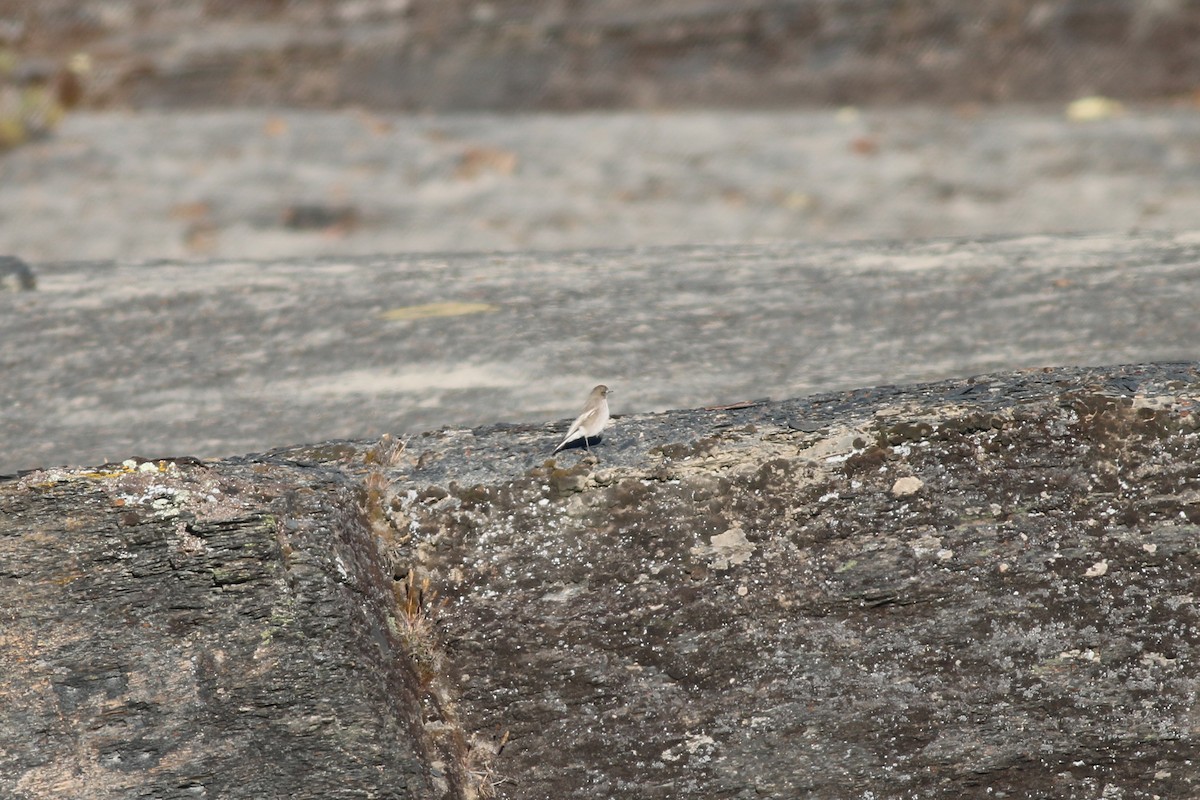 White-fronted Ground-Tyrant - ML65289071