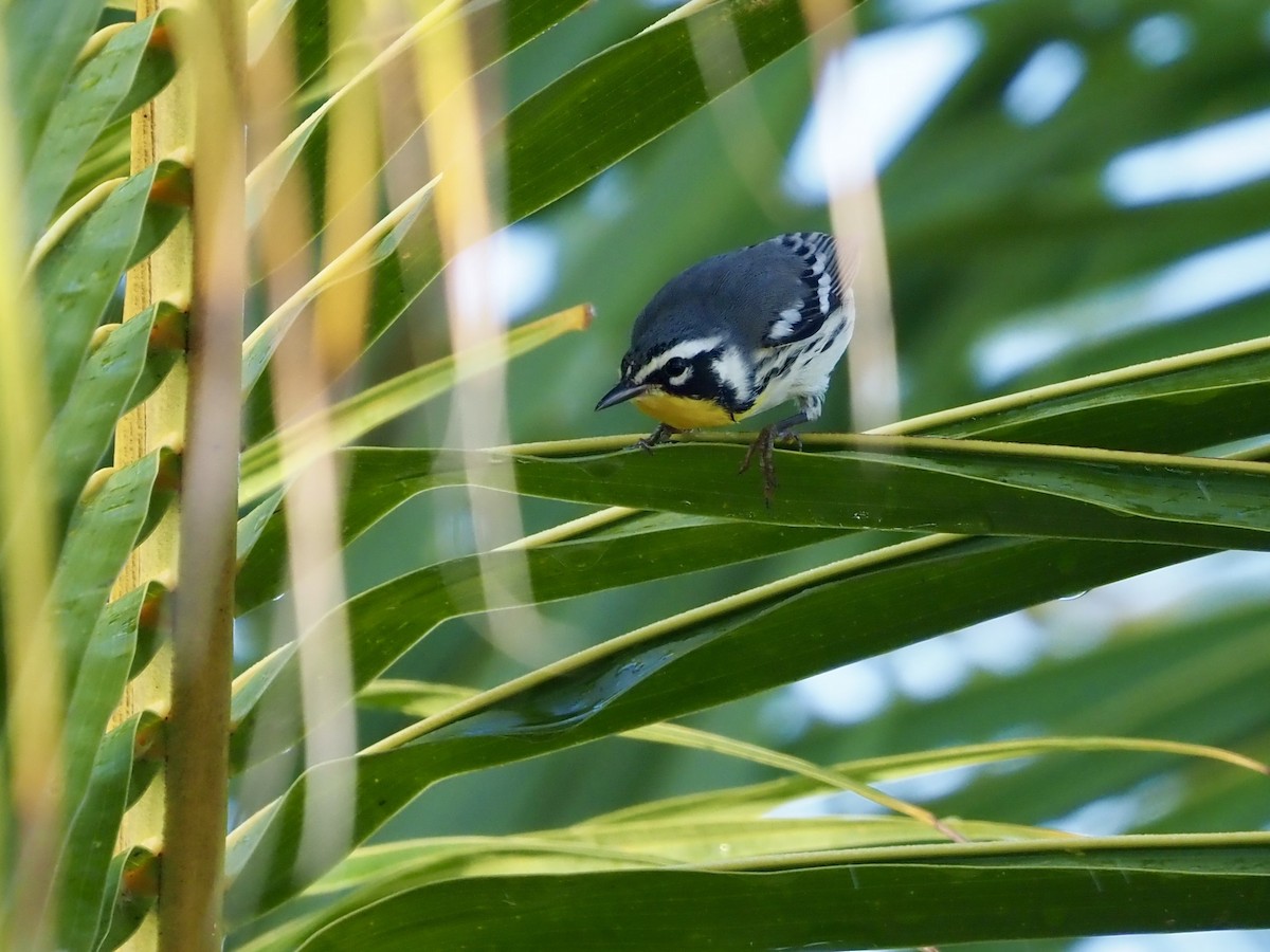 Yellow-throated Warbler (albilora) - ML652890760