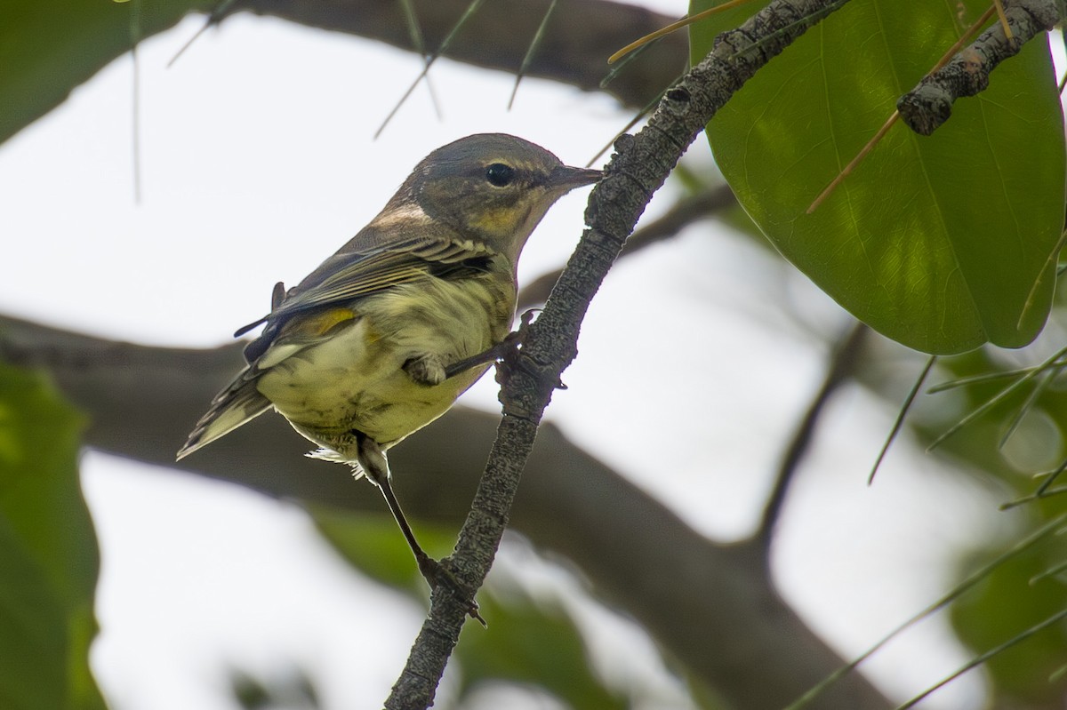 Cape May Warbler - ML652890856