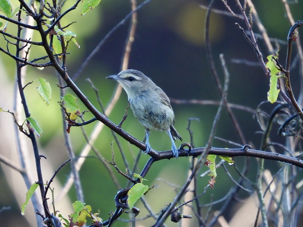 Yucatan Vireo - ML652891245
