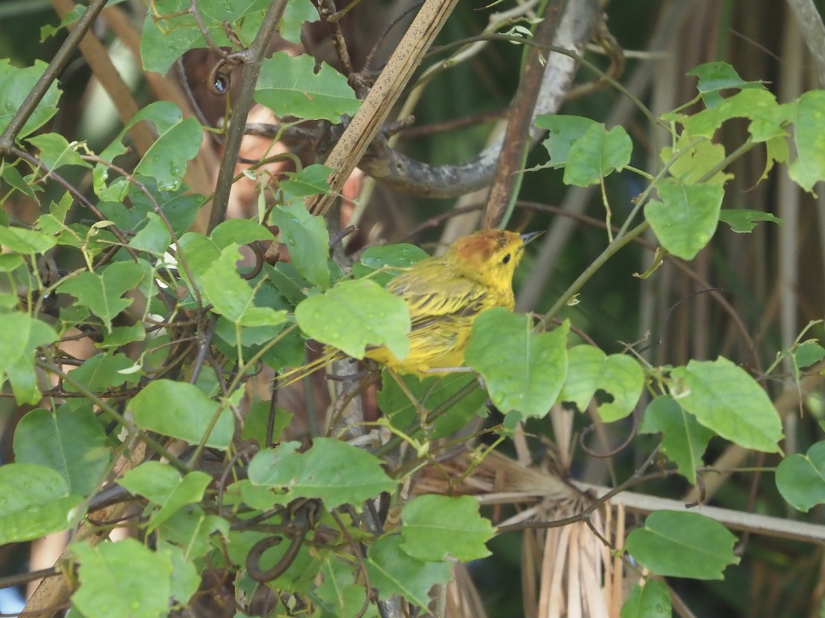Mangrove Yellow Warbler (Cozumel) - ML652891434