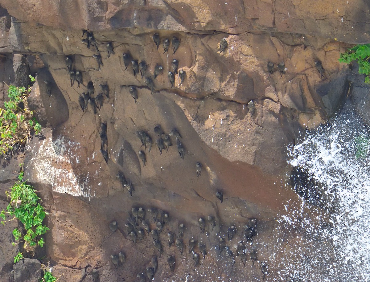 Great Dusky Swift - ML652891436