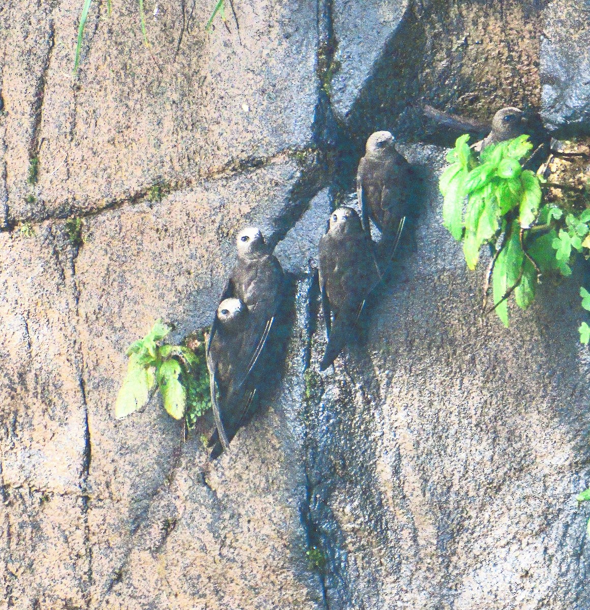 Great Dusky Swift - ML652891438